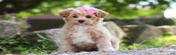 Maltipoo dogs for sale: Peanut - Ad 4