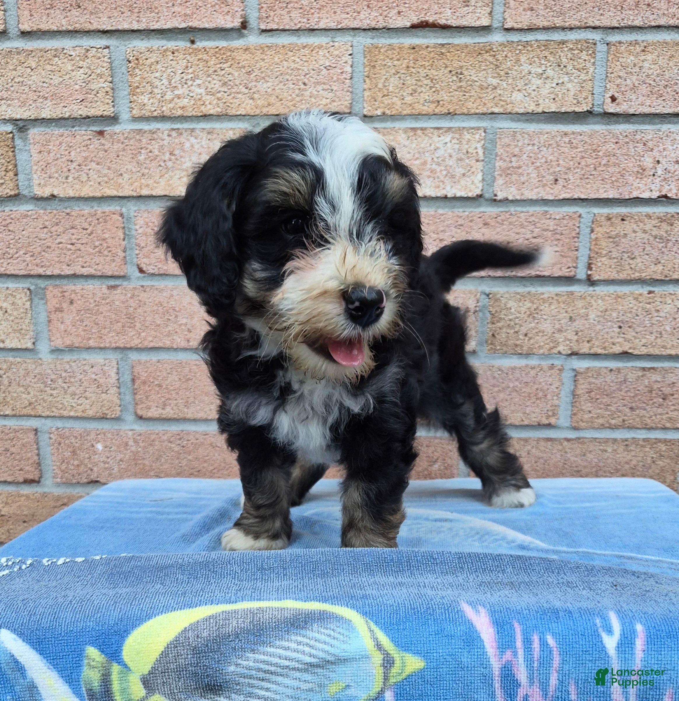 Mini Bernedoodle dogs Rocky - Ad 2
