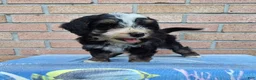 Mini Bernedoodle dogs for sale: Rocky - Ad 2