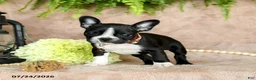 Boston Terrier dogs for sale: Dolly - Ad 4