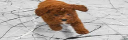 Miniature Poodle dogs for sale:  Lenny🐾 - Ad 11