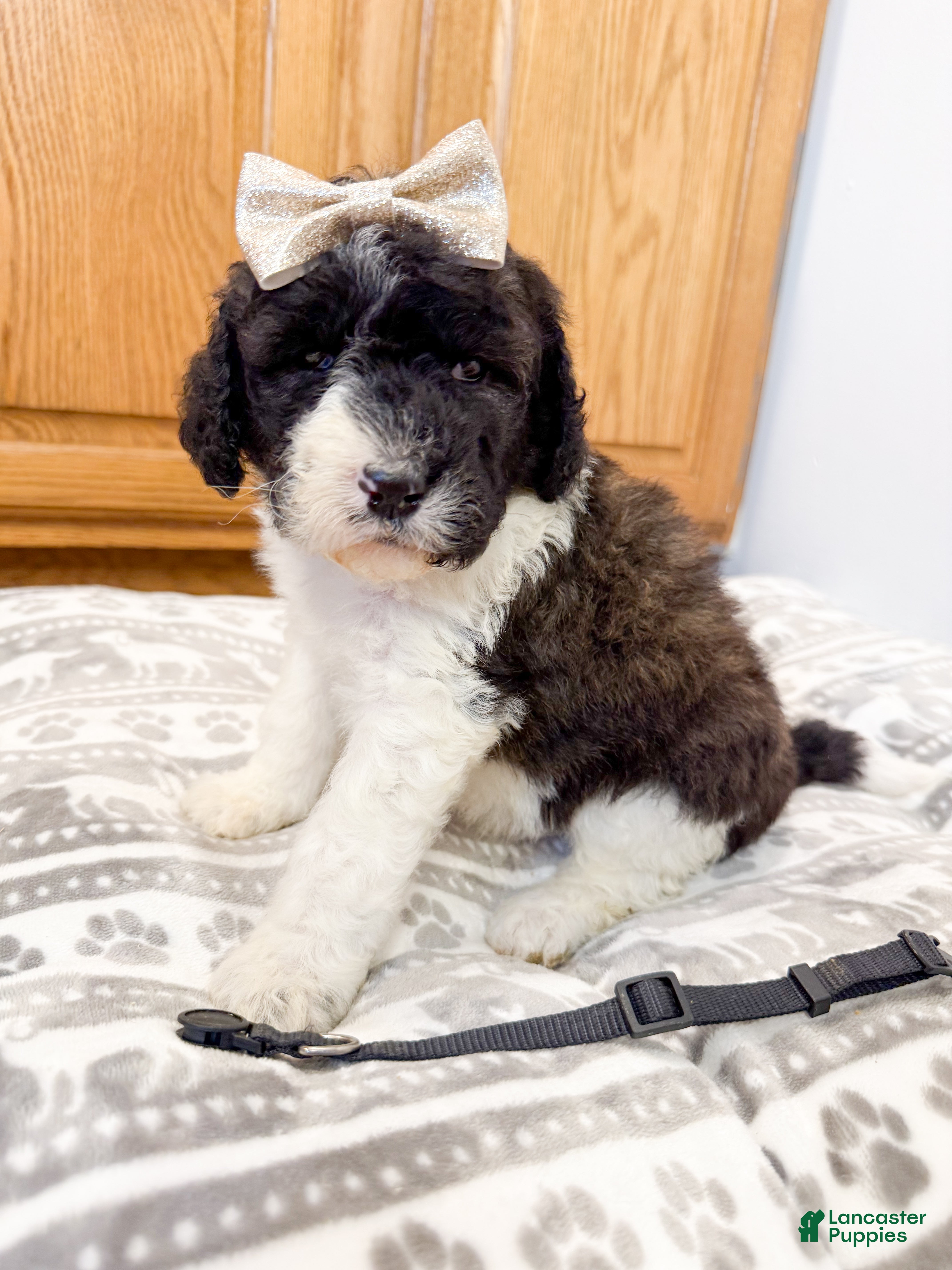 Saint Berdoodles dogs Georgia - Ad 1