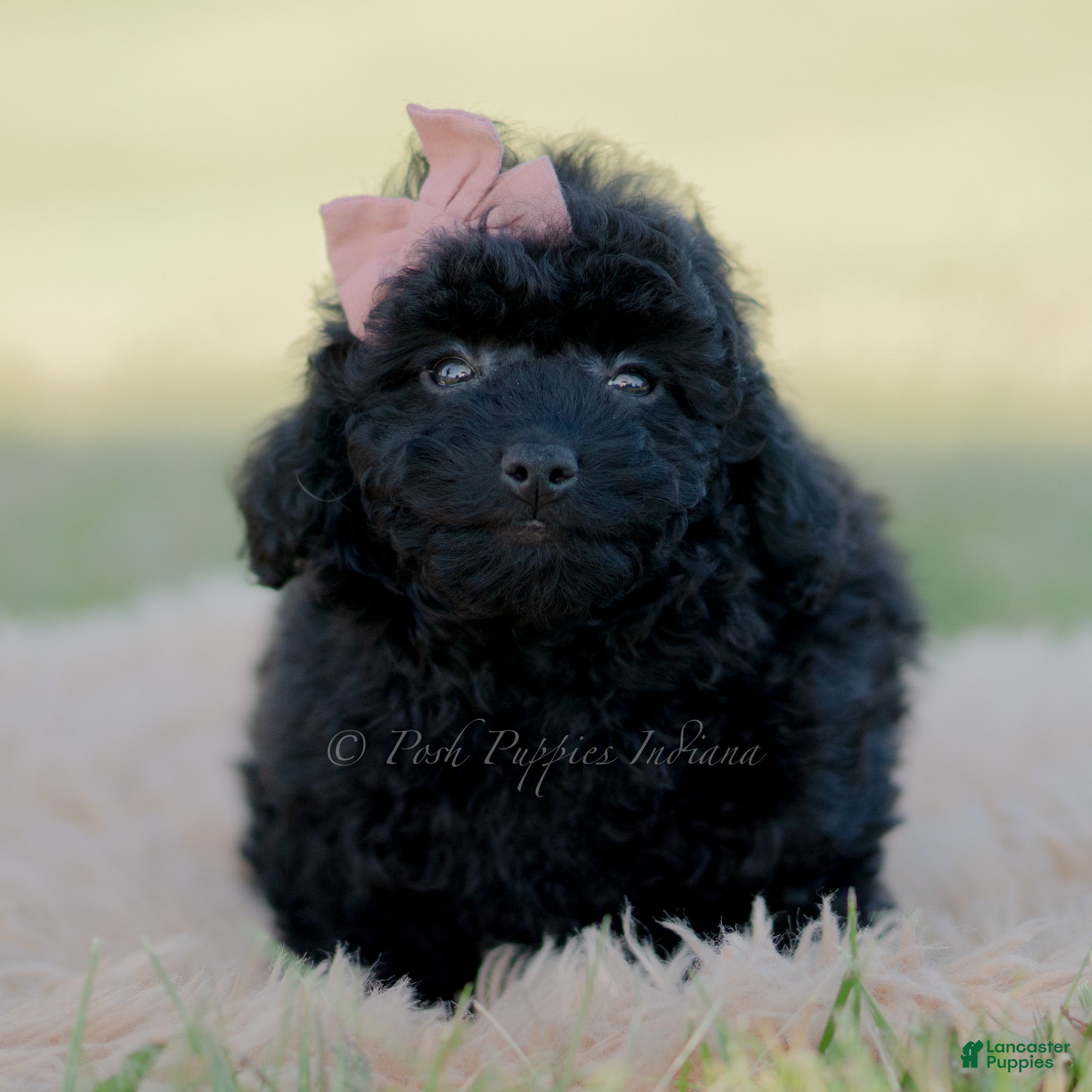 Mini Goldendoodle dogs for sale: Minnie  - Ad 16