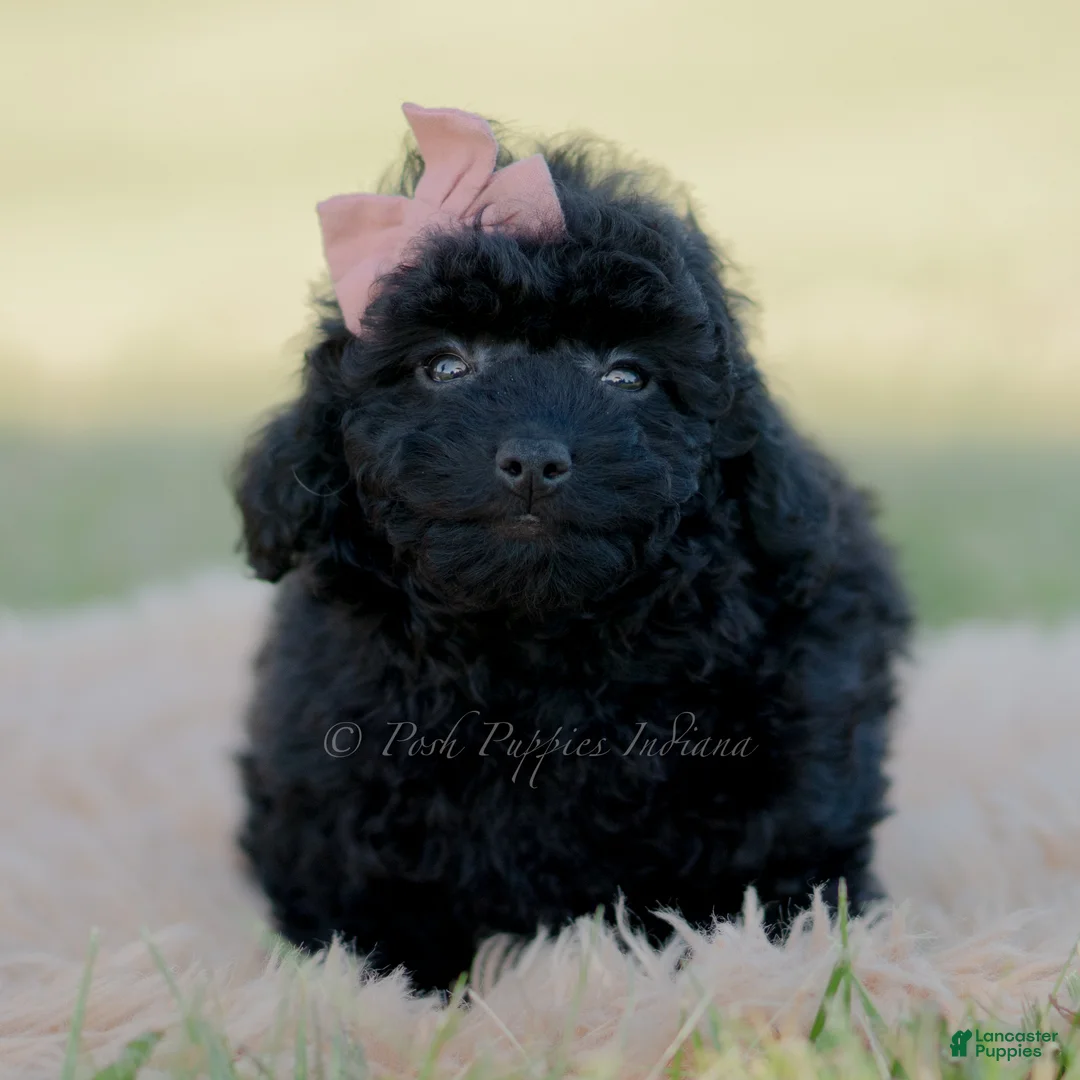 Mini Goldendoodle dogs for sale: Minnie  - Ad 1