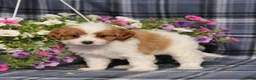 Cavapoo dogs for sale: BJ's Willow - Ad 4