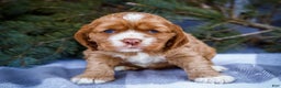 Cocker Spaniel dogs for sale: Sophie - Ad 10