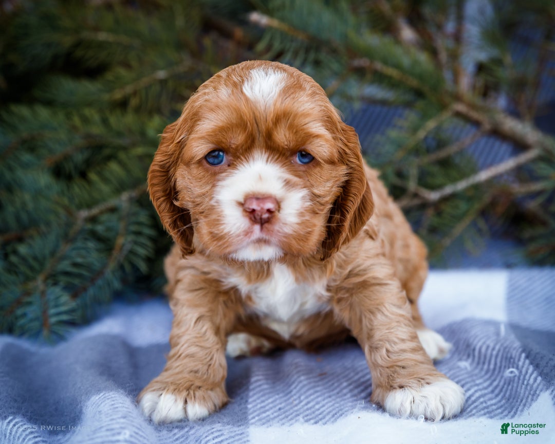 Cocker Spaniel dogs for sale: Sophie - Ad 10