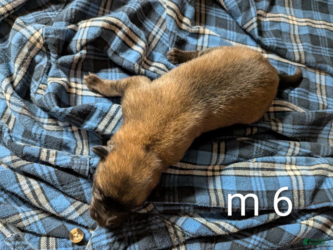 Belgian Malinois dogs for sale: Belgian Malinois Puppy 6 - Ad 1