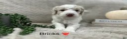 Goldendoodle dogs for sale: Bricks ❤️ - Ad 13