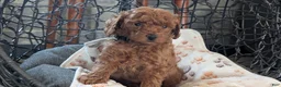 Toy Poodle dogs for sale: Willie - Ad 5