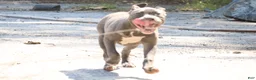 American Bully dogs for sale: Venus - Ad 7