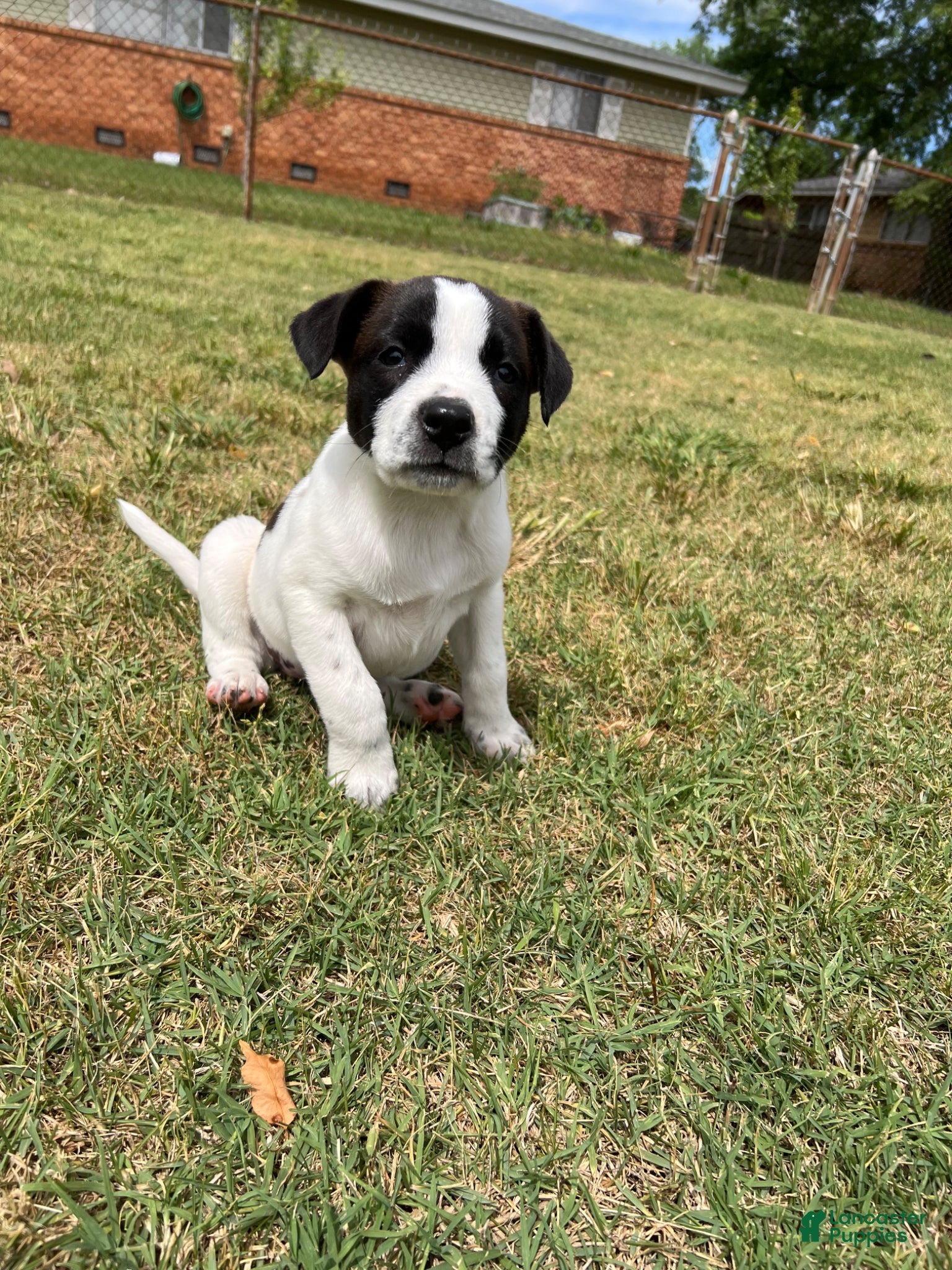 Mixed Breed dogs Mixed Breed Puppy 1 - Ad 32