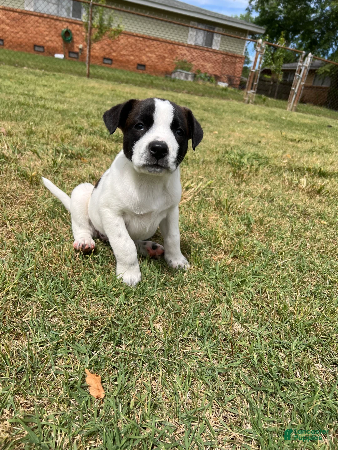 Mixed Breed dogs for sale: Mixed Breed Puppy 1 - Ad 1