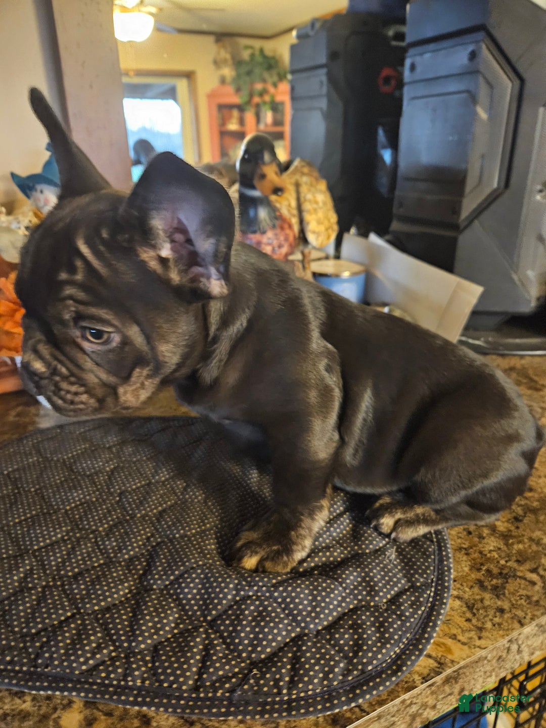 French Bulldog dogs for sale: French Bulldog Puppy 1 - Ad 1