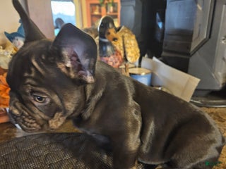 French Bulldog dogs French Bulldog Puppy 1 - Ad 4