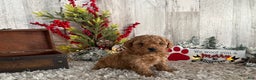 Toy Poodle dogs for sale: Tyson - Ad 3