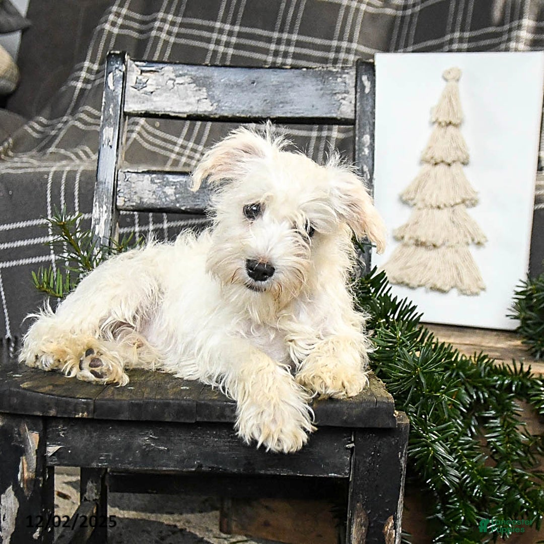 Schnoodle dogs for sale: Everett - Ad 5