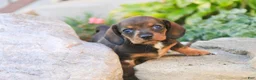 Miniature Dachshund dogs for sale: Maxine Miniature Dachshund  - Ad 4