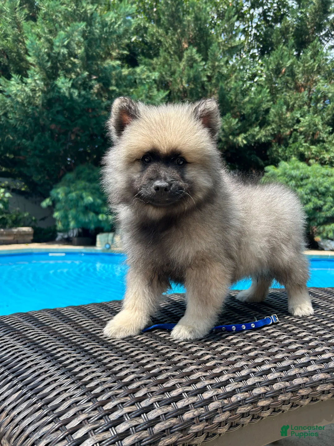 Keeshond dogs for sale: Teddy  - Ad 1