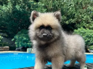 Keeshond dogs Teddy - Ad 9