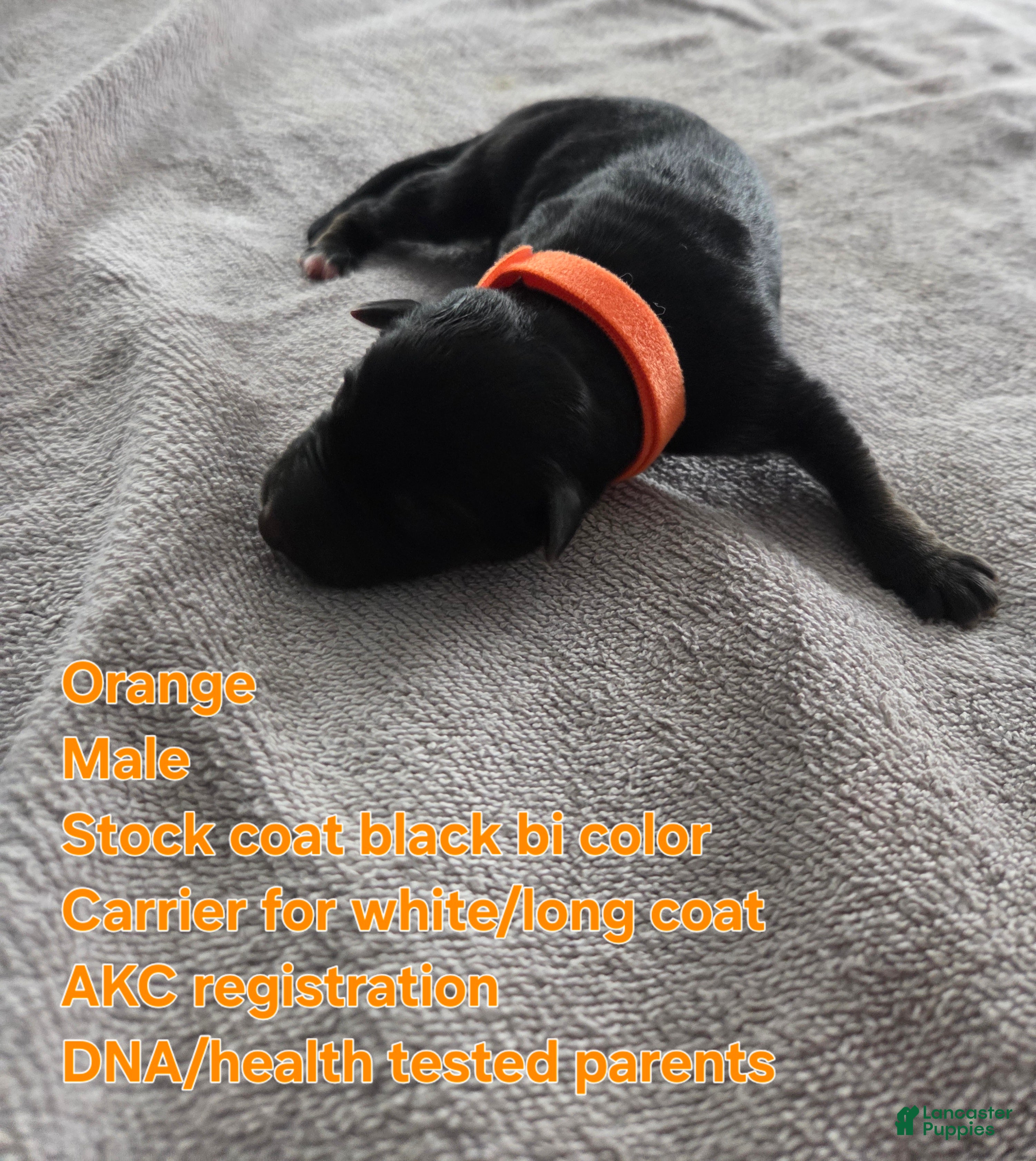 German Shepherd dogs for sale: Orange - Ad 2