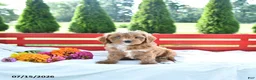Cavapoo dogs for sale: Libby - Ad 4