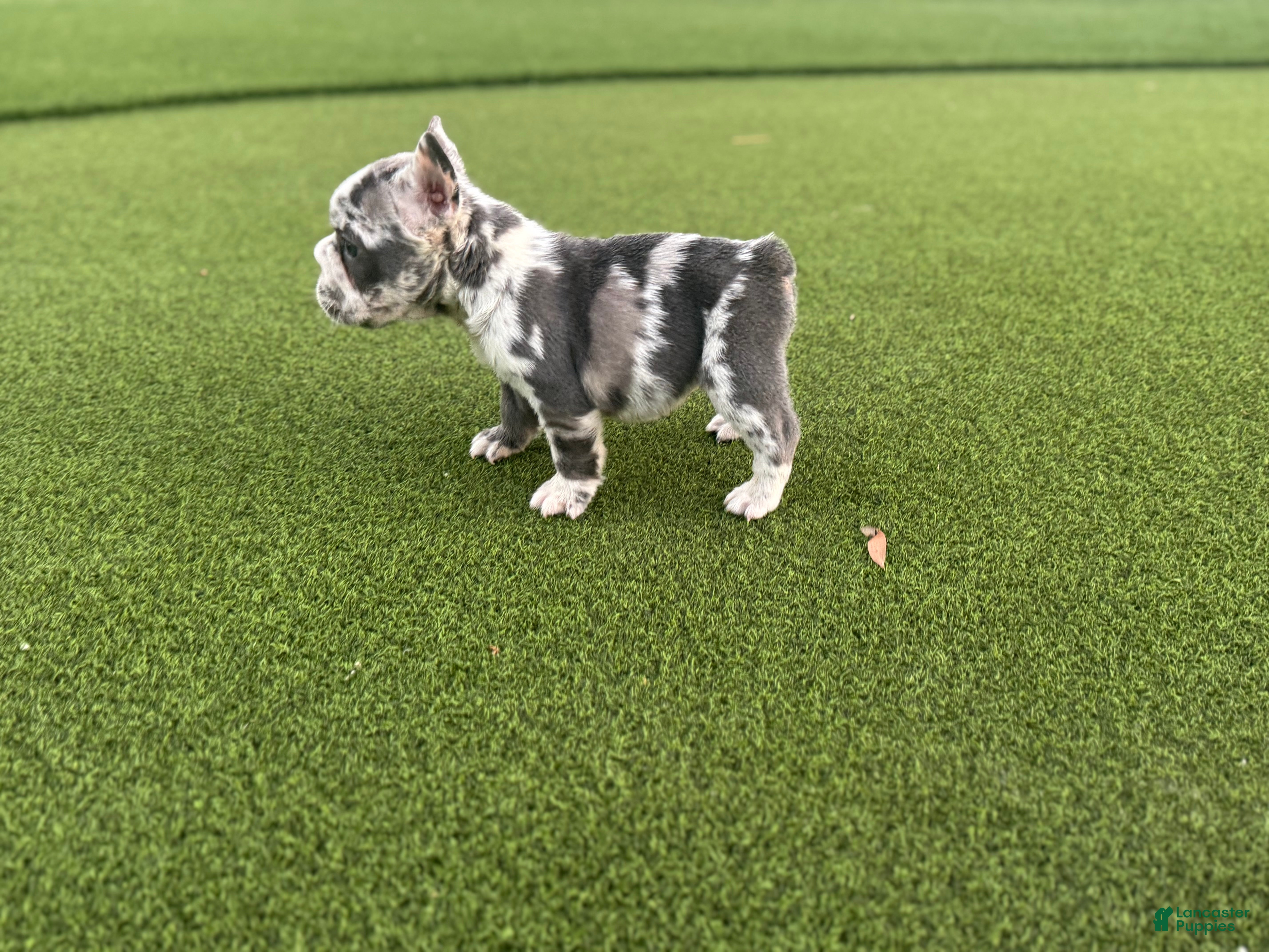 French Bulldog dogs Electra - Ad 2
