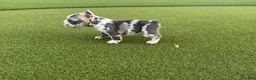 French Bulldog dogs for sale: Electra - Ad 2