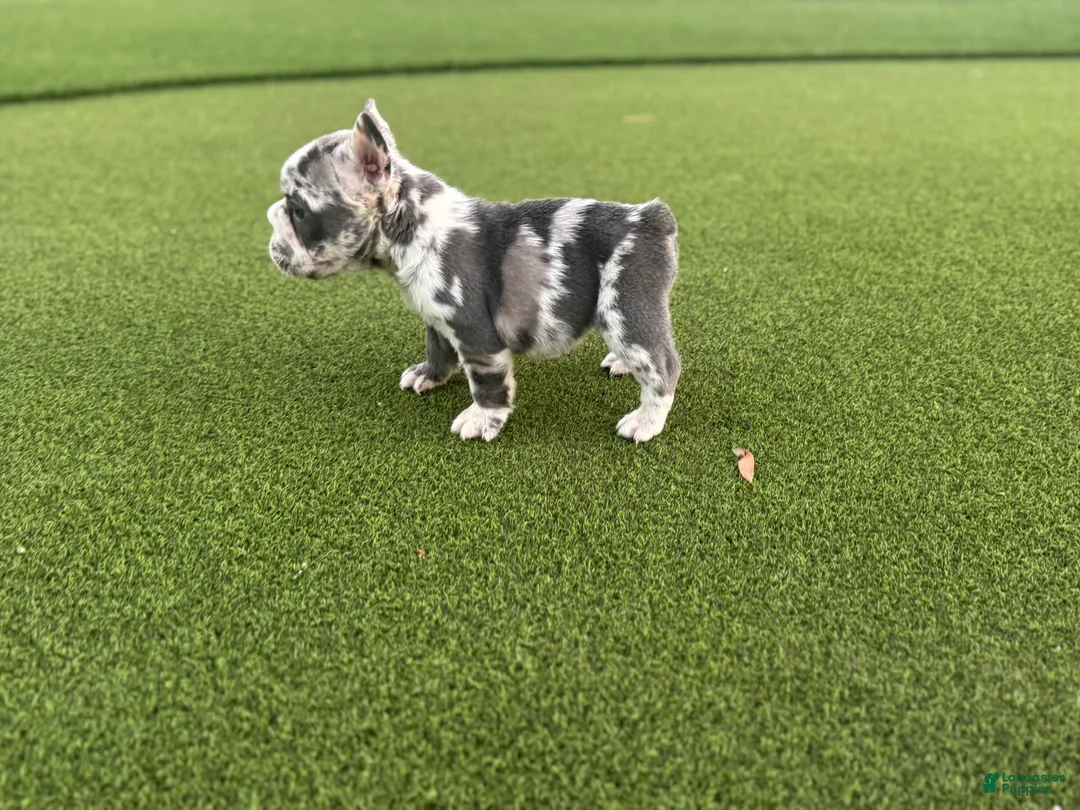 French Bulldog dogs for sale: Electra - Ad 2