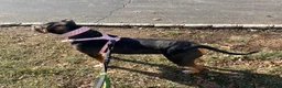 Mixed Breed dogs for sale: Mixed Breed 3 - Ad 19