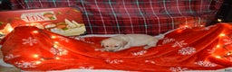 Labrador Retriever dogs for sale: Jasper - Ad 2
