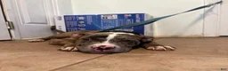 Mixed Breed dogs for sale: Ghost  - Ad 2