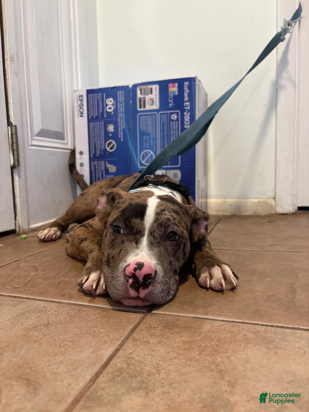 Mixed Breed dogs for sale: Ghost  - Ad 2