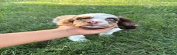 English Cocker Spaniel dogs for sale: English Cocker Spaniel 1 - Ad 6