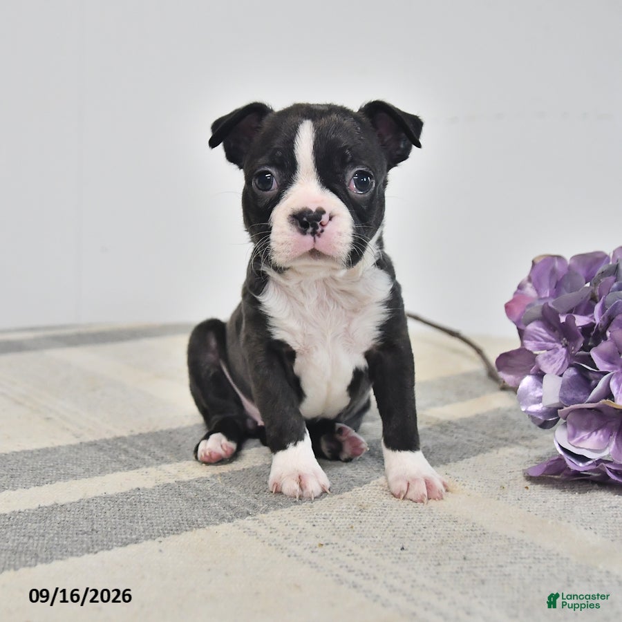 Boston Terrier dogs Ellie - Ad 1