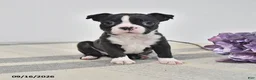 Boston Terrier dogs for sale: Ellie - Ad 1
