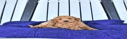 Mini Goldendoodle dogs for sale: Paisley - Ad 4