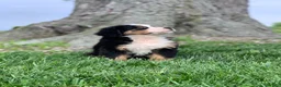 Bernese Mountain Dog dogs for sale: Comanche  - Ad 12