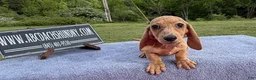 Miniature Dachshund dogs for sale: Brindle boy  - Ad 3