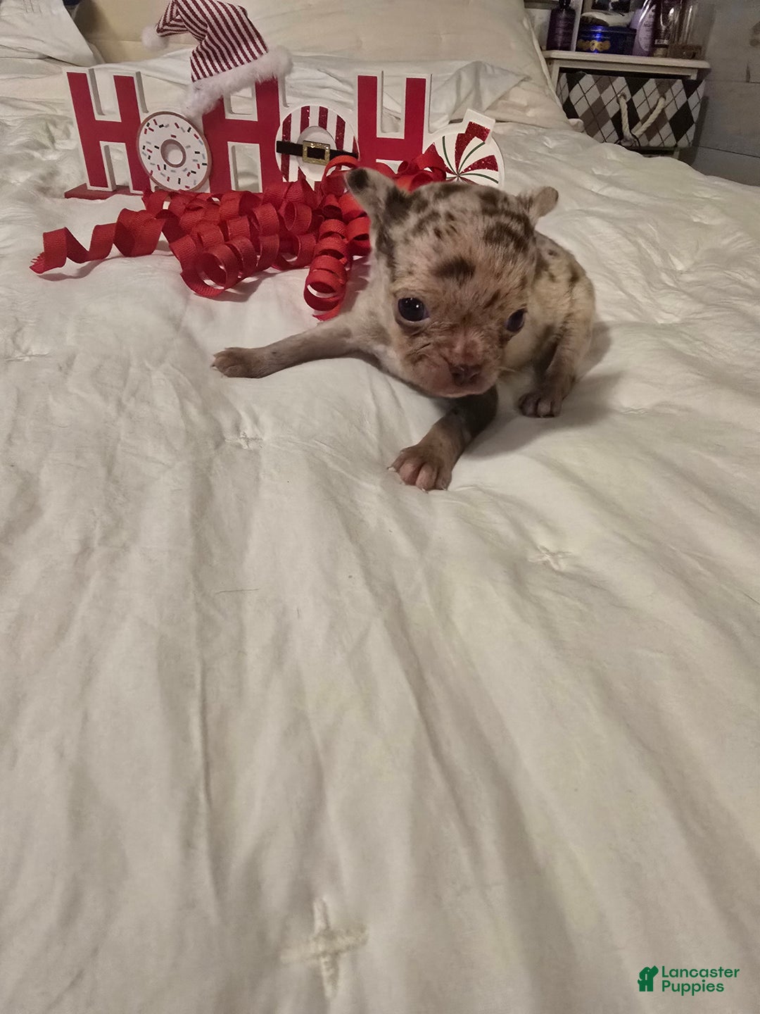 Chihuahua dogs for sale: Lana - Ad 6