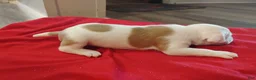 American Pit Bull Terrier dogs for sale: American Pit Bull Terrier 6 - Ad 2