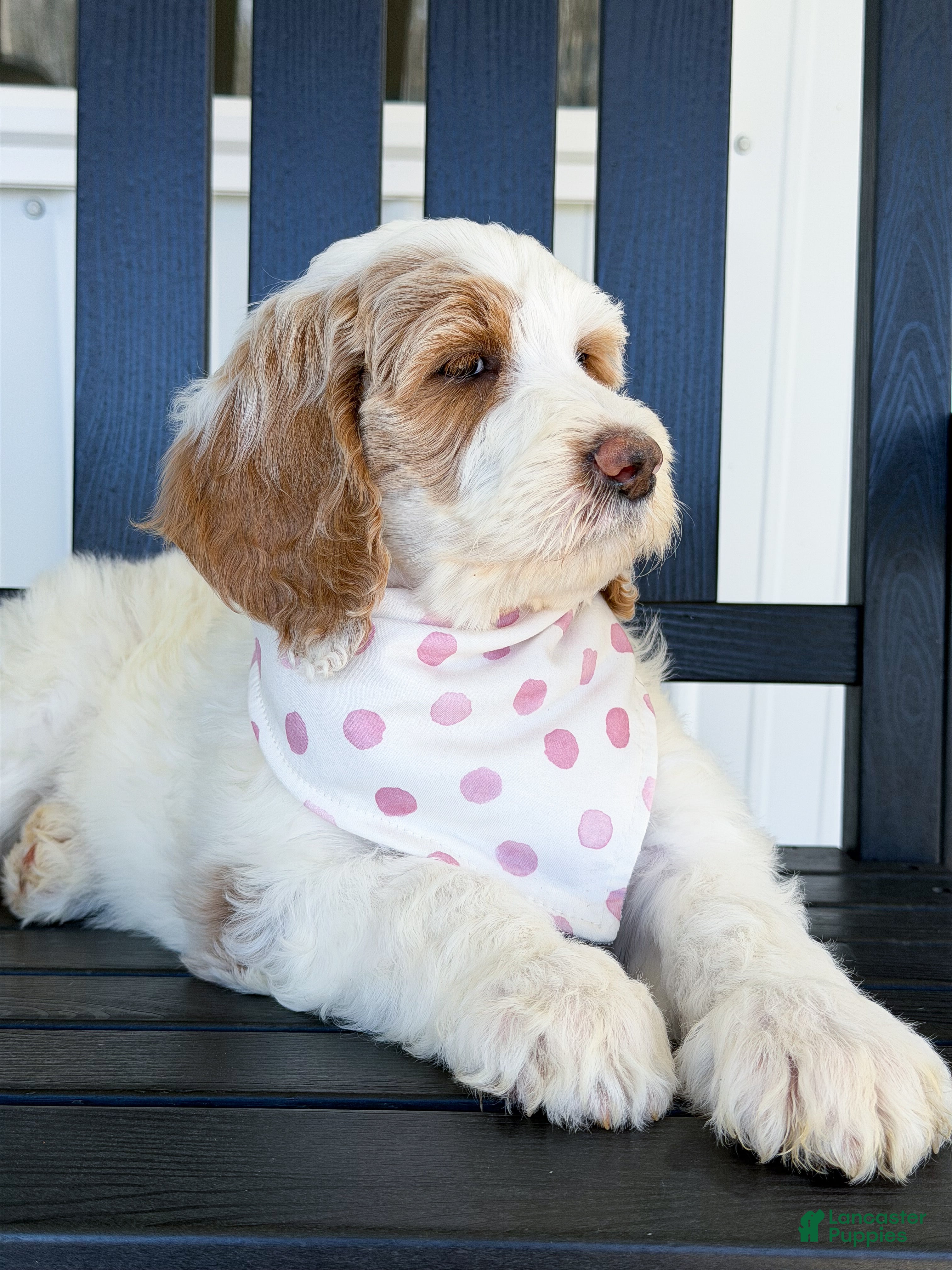 Goldendoodle dogs Amelia  - Ad 2