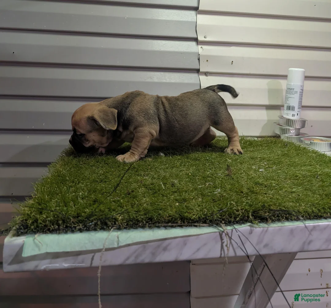 American Bully dogs for sale: American Bully Puppy 1 - Ad 2