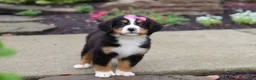 Bernese Mountain Dog dogs for sale: Charlotte - Ad 9