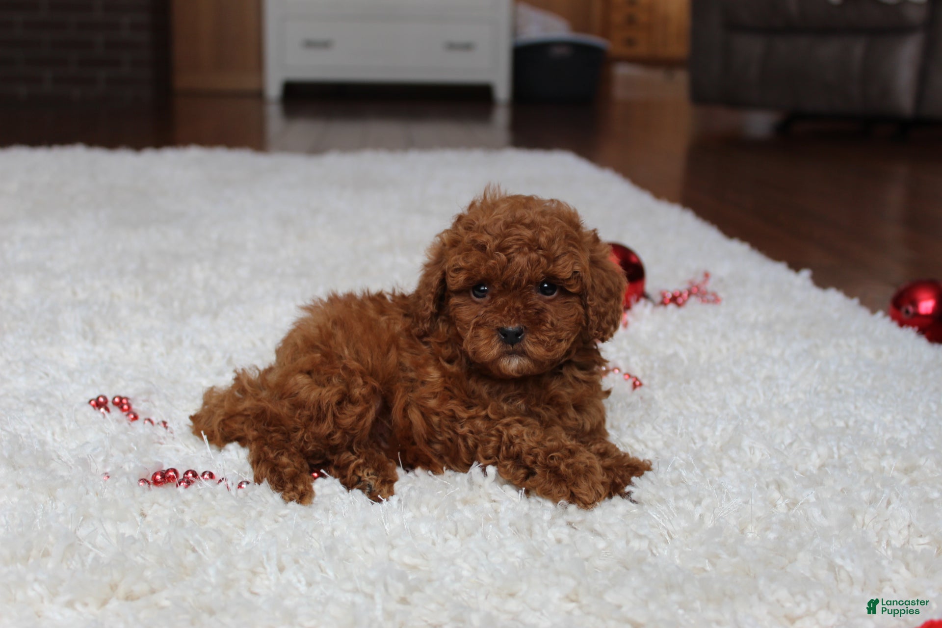 Toy Poodle dogs Tiny Asher - Ad 13