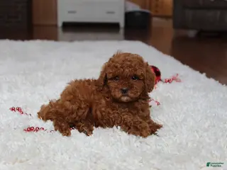 Toy Poodle dogs Tiny Asher - Ad 13