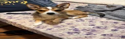 Jack Russell Terrier dogs for sale: Jack Russell Terrier 3 - Ad 4