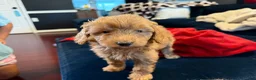 Aussiedoodle dogs for sale: Sweetie - Ad 2