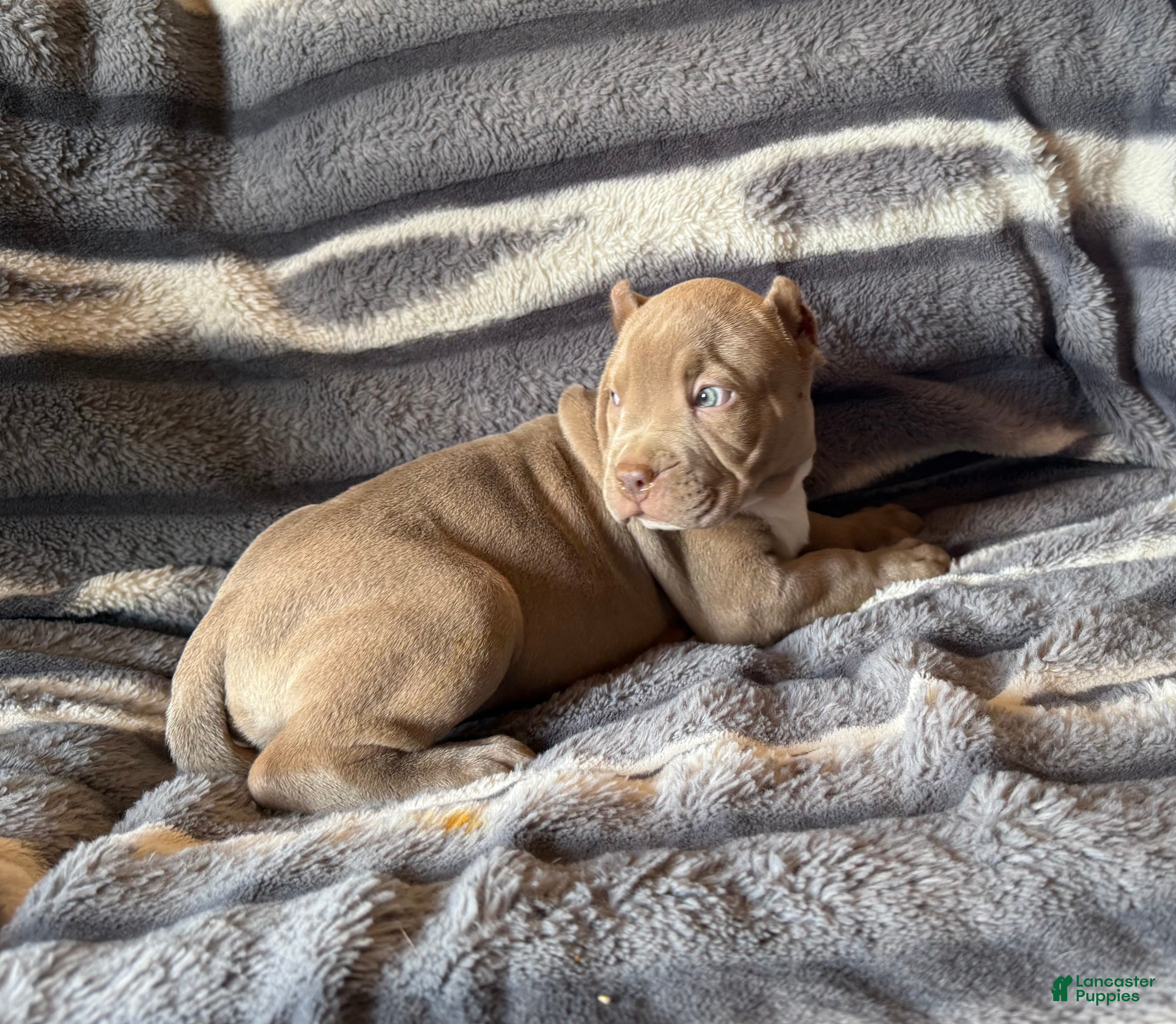 American Bully dogs Guess - Ad 2
