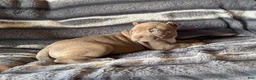 American Bully dogs for sale: Guess - Ad 2